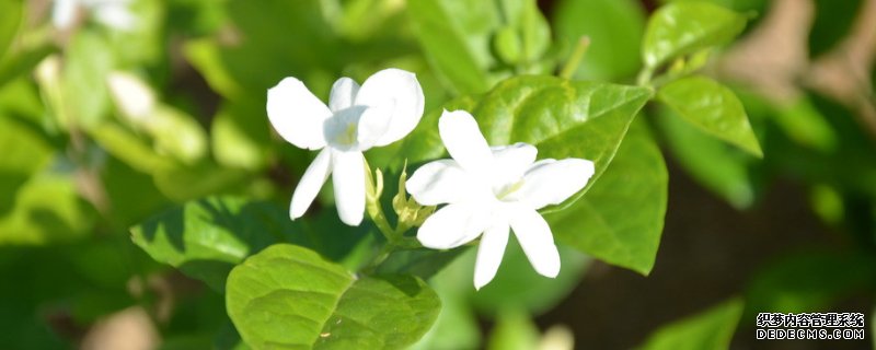 白茉莉的养殖方法和注意事项