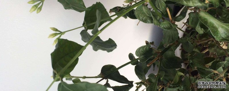 茉莉全成干枯枝怎么办