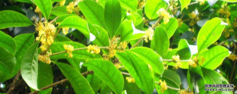 四季桂花怎么养才能更旺盛