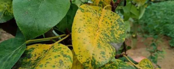 白兰花什么时候施肥，每年的3月份便可开始
