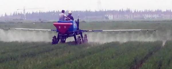 红太阳多肉养殖方法，需要充足的光照