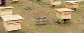 猴头手串哪个品种好