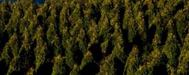 种植茼蒿适合用什么土壤，需满足深厚肥沃、疏松透气等条件