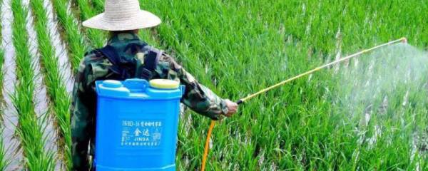 如何提高石榴的坐果率，关键要改善授粉条件