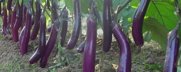 滴灌施肥的原则，要求肥料溶解性好且兼容性强