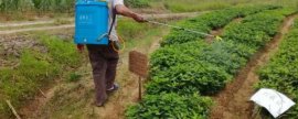 莲藕种植技术，要求在气温稳定超过13℃的条件下进行种植