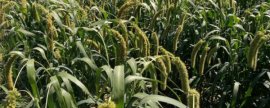 黑小米的种植方法，发现缺苗断垄要及时补种