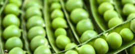 豌豆亩产多少斤，一般在150-200斤之间