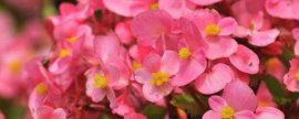枣树的发芽时间，通常为4月份中下旬
