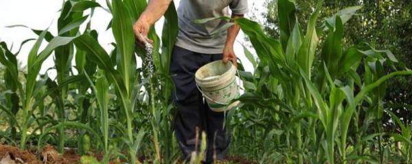 养什么品种的山羊，适合寒冷地区饲养的山羊品种有哪些
