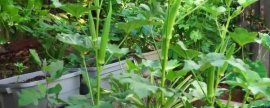 猪为什么只吃草不吃料