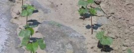 洋扁豆种植技术，如何高效种植扁豆