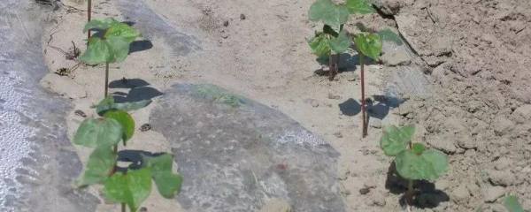 洋扁豆种植技术，如何高效种植扁豆