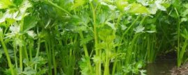 芹菜几月上市，一年四季都可以买到