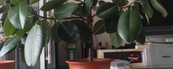 兰花豆什么时候打顶，正确的打顶方法