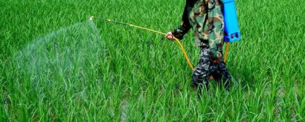 用什么肥料能让橘子树旺盛生长，一般可主施有机肥与复合肥