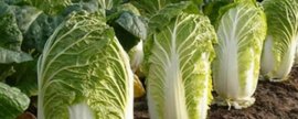 如何根据白菜的生长期进行追肥，莲座期、包心期应主施氮肥