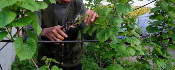 荃优600水稻种简介，属中熟籼型中稻品种
