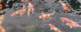 乌鸫建的窝会住几年，一般会住2年以上