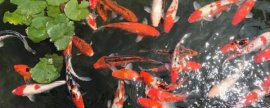 船丁鱼是什么鱼，属于淡水鱼种
