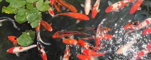 船丁鱼是什么鱼，属于淡水鱼种