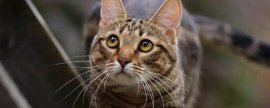 猫的眼睛为什么发红，可能是受到异物刺激或出现炎症