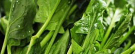 对菠菜施什么肥料可以增加产量，关键是要增施有机肥