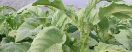 避免蔬菜早衰的方法，适时摘心摘叶可减少养分消耗、促进植株