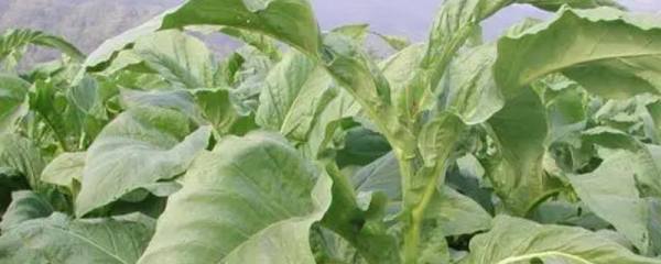 避免蔬菜早衰的方法，适时摘心摘叶可减少养分消耗、促进植株健壮生长