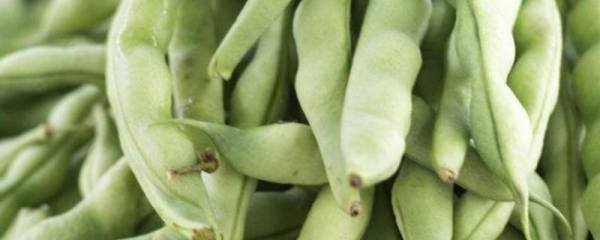 怎么种娃娃菜，需要注重土壤的准备和改良