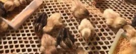 南方1一12月种蔬菜表