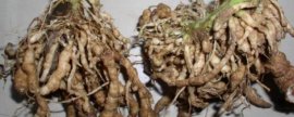 珍宝蟹蟹黄发黑是什么原因，如何避免