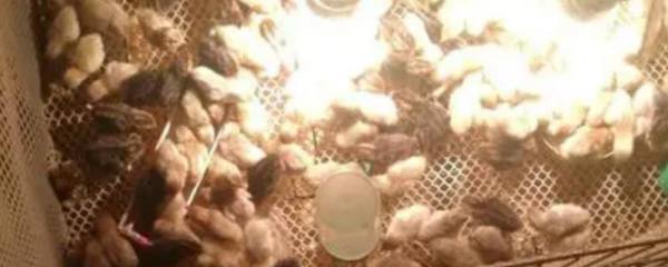 预防枣树病虫害的误区，采果后停止用药会导致翌年病虫害泛滥