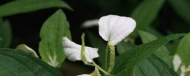 海棠花的开放时间，一般为4-5月份