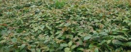 韭菜的种植方法
