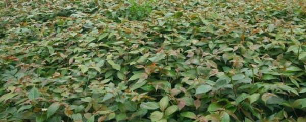 韭菜的种植方法
