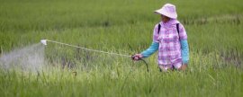 圣女果种植全过程，如何在家轻松种出新鲜健康的圣女果
