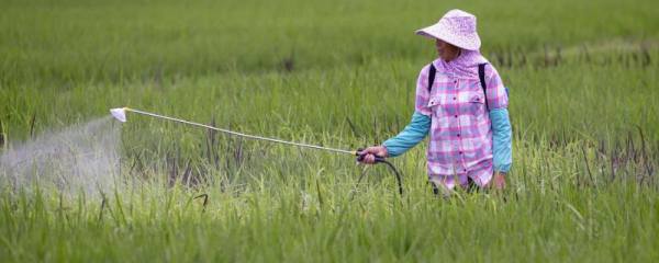圣女果种植全过程，如何在家轻松种出新鲜健康的圣女果