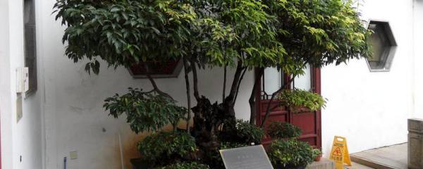 什么除草剂不伤烟草，有什么注意事项