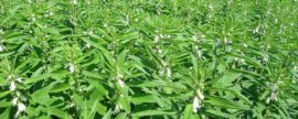 秋葵的种植方法，适宜生长在光照充足的地方