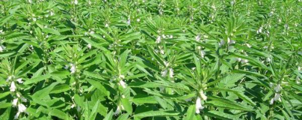 秋葵的种植方法，适宜生长在光照充足的地方