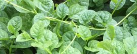 乙草胺的使用范围，主要防治马塘、稗草等杂草