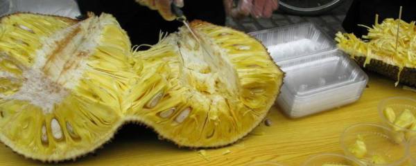 观音莲的作用，主要用作观赏