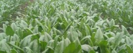 秋冬季菠菜种植技术，秋菠菜8月下旬至9月上旬播种
