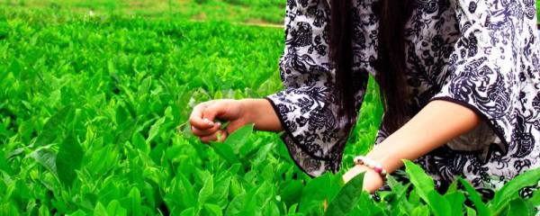 丁香茶产自哪里，丁香茶是什么