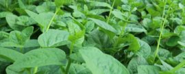 光照对菊花开放的影响，探究菊花开放时间
