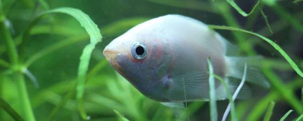 美国竹柳种植方法，9月至10月和3月至4月是种植美国竹柳的最佳时间