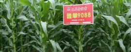 茶梅长嫩叶了要注意什么，如何正确护理茶梅新生叶
