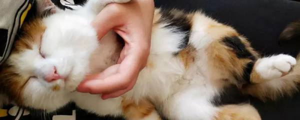 黄桃罐头里可以放大枣吗，这样做会有什么影响