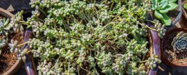 鱼塘什么季节放鱼最好，鱼塘养殖季节选择指南